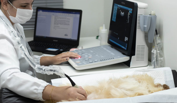 Serviço Ultrassonografia - Clínica Veterinária Bolt