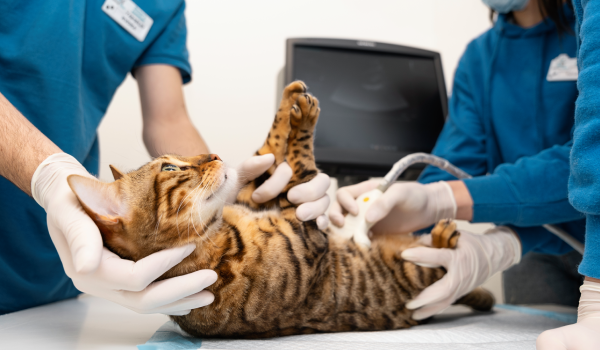 Serviço Nefrologia - Clínica Veterinária Bolt