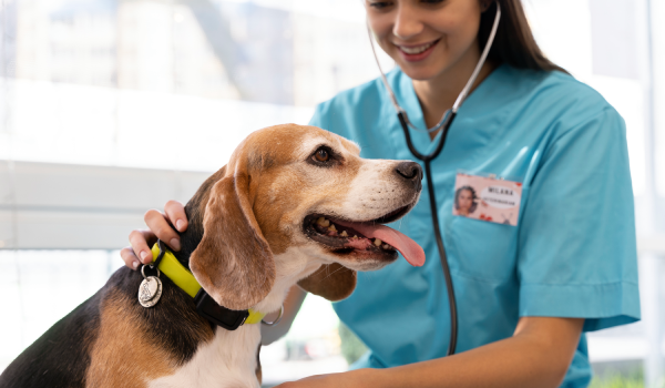 Serviço Clínico Geral - Clínica Veterinária Bolt