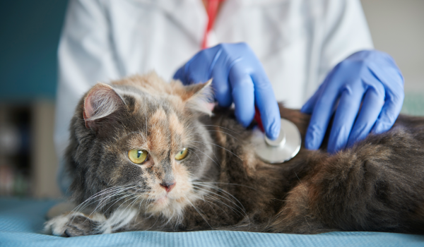 Serviço Oncologia - Clínica Veterinária Bolt