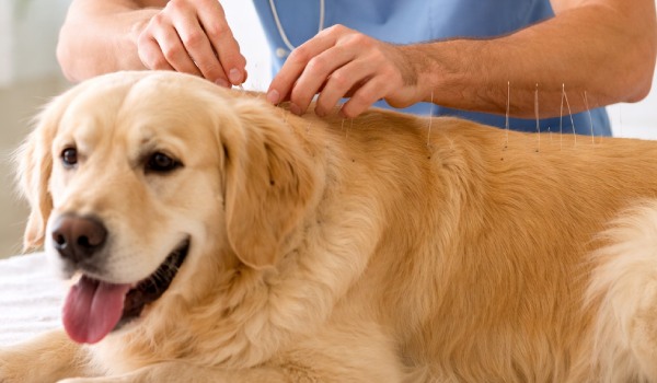 Serviço Acupuntura - Clínica Veterinária Bolt