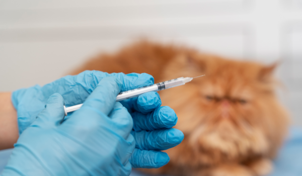 Serviço Anestesiologia - Clínica Veterinária Bolt